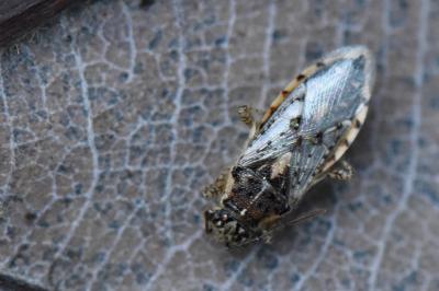 <i>Brachycarenus tigrinus</i>