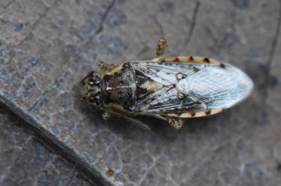 <i>Brachycarenus tigrinus</i>