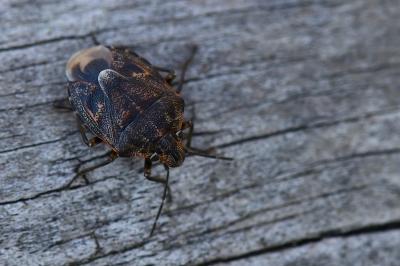<i>Holcogaster fibulata</i>