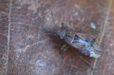 <i>Orsillus depressus</i>