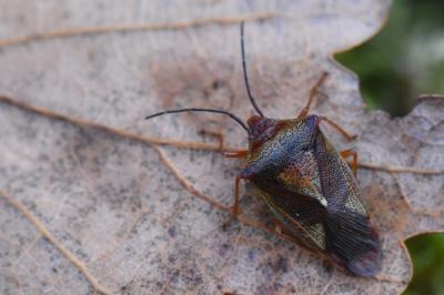 <i>Acanthosoma haemorrhoidale</i>
