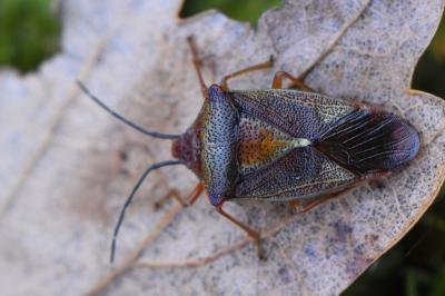 <i>Acanthosoma haemorrhoidale</i>