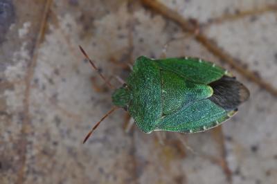 <i>Palomena prasina</i>