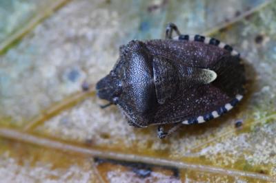 <i>Dolycoris baccarum</i>