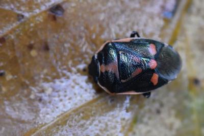 <i>Eurydema oleracea</i>
