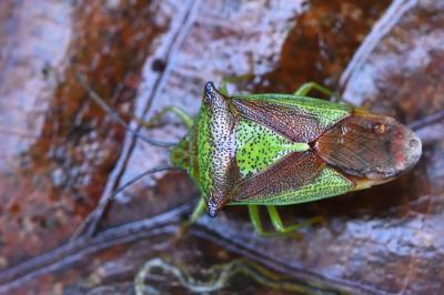 <i>Acanthosoma haemorrhoidale</i>