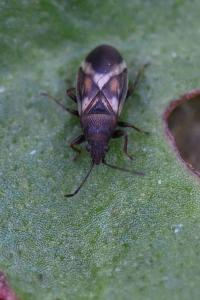 <i>Oxycarenus modestus</i>