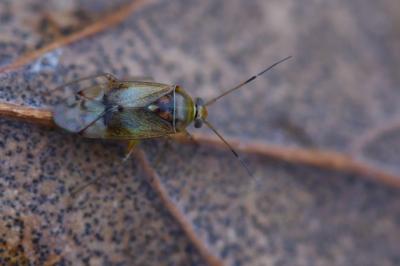 <i>Pinalitus cervinus</i>