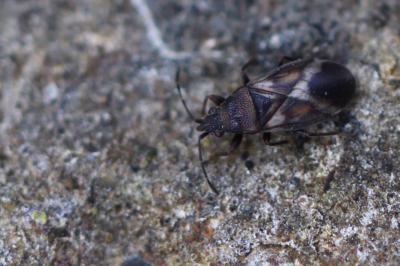 <i>Oxycarenus modestus</i>