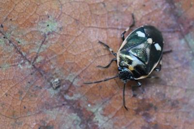 <i>Eurydema oleracea</i>