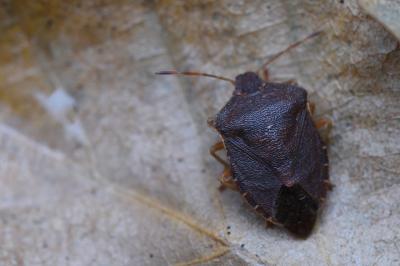 <i>Palomena prasina</i>