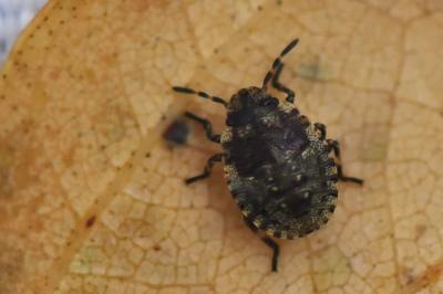 <i>Pentatoma rufipes</i>