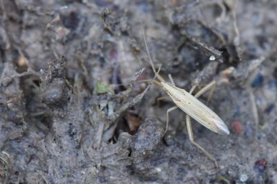 <i>Stenodema laevigata</i>