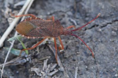 <i>Gonocerus acuteangulatus</i>
