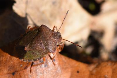 <i>Palomena prasina</i>