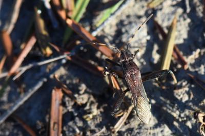 <i>Camptopus lateralis</i>