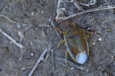 <i>Piezodorus lituratus</i>