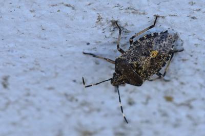 <i>Rhaphigaster nebulosa</i>