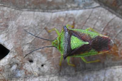 <i>Acanthosoma haemorrhoidale</i>