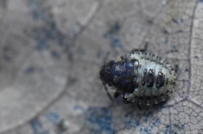 <i>Pentatoma rufipes</i>