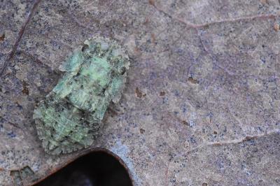<i>Ledra aurita</i>