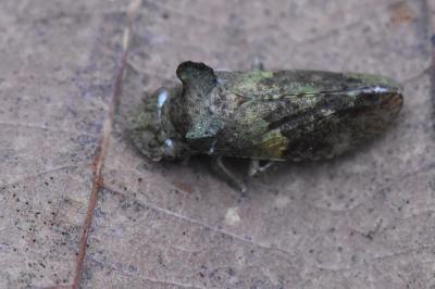 <i>Ledra aurita</i>