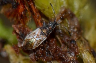 <i>Macroplax fasciata</i>