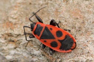 Pyrrhocoris apterus