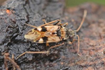 <i>Beosus maritimus</i>