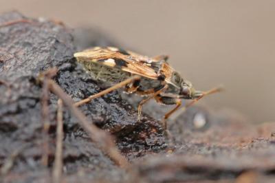 <i>Beosus maritimus</i>