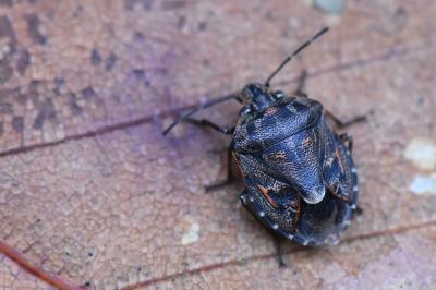 <i>Holcogaster fibulata</i>