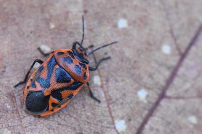 <i>Eurydema ornata</i>