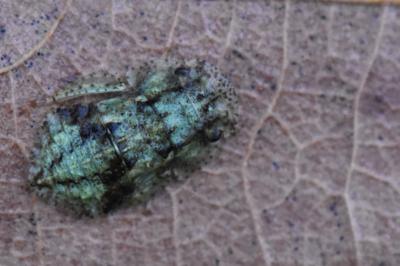 <i>Ledra aurita</i>