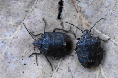 <i>Holcogaster fibulata</i>