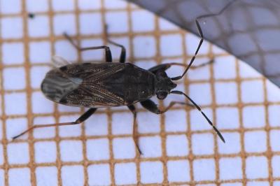 <i>Peritrechus gracilicornis</i>