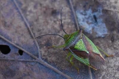 <i>Acanthosoma haemorrhoidale</i>