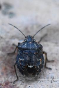 <i>Holcogaster fibulata</i>