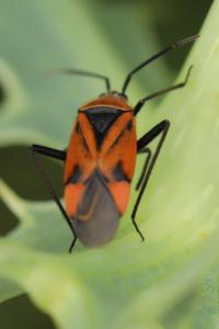 <i>Brachycoleus triangularis</i>