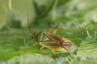 <i>Closterotomus norwegicus</i>