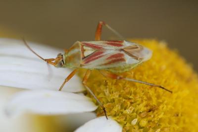 <i>Calocoris roseomaculatus</i>