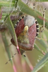 <i>Dolycoris baccarum</i>