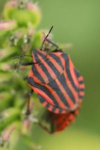 <i>Graphosoma italicum</i>