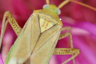<i>Adelphocoris lineolatus</i>