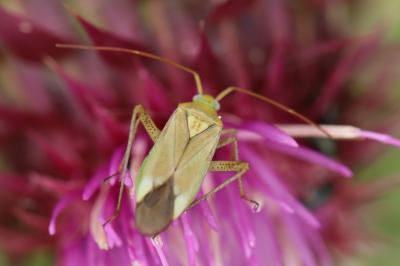 <i>Adelphocoris lineolatus</i>