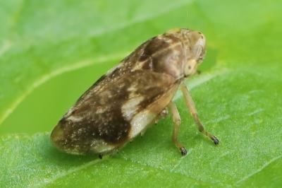 <i>Philaenus spumarius</i>