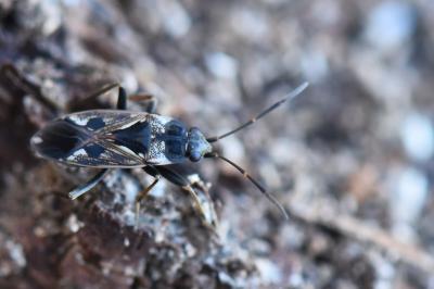 Rhyparochromus vulgaris