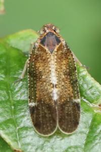 <i>Tachycixius pilosus</i>