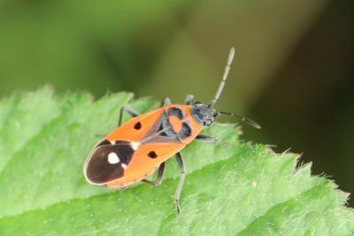 <i>Melanocoryphus albomaculatus</i>