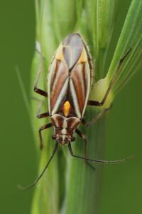 <i>Horistus orientalis</i>