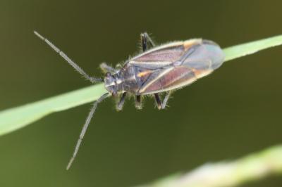 <i>Horistus orientalis</i>